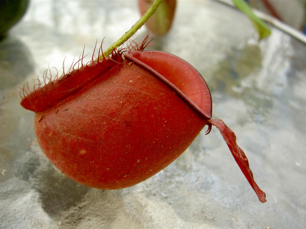 Nepenthes ampullaria 'red' 1